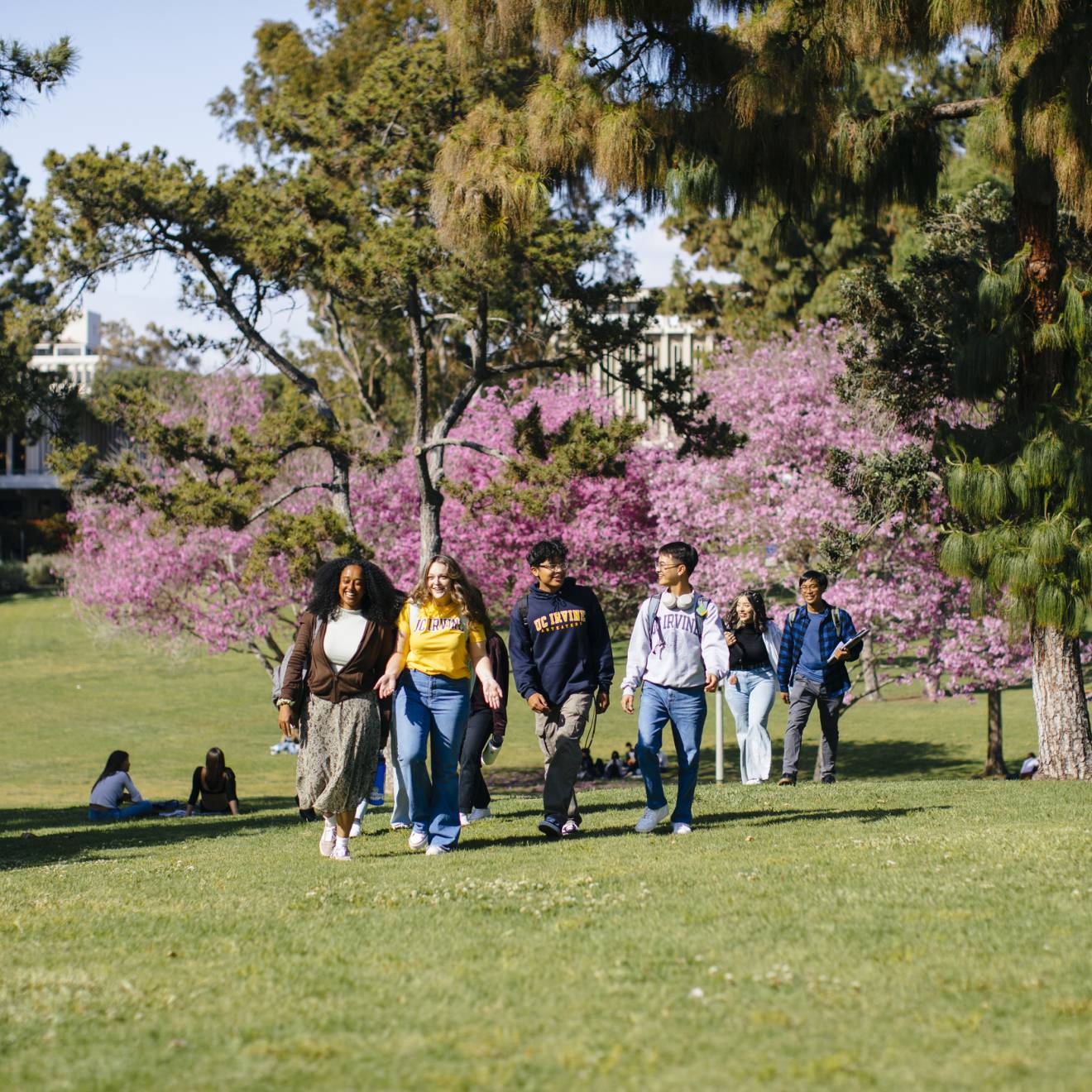 Students walk up a grassy hill with a cherry tree in blossom in the background on the UC Irvine campus