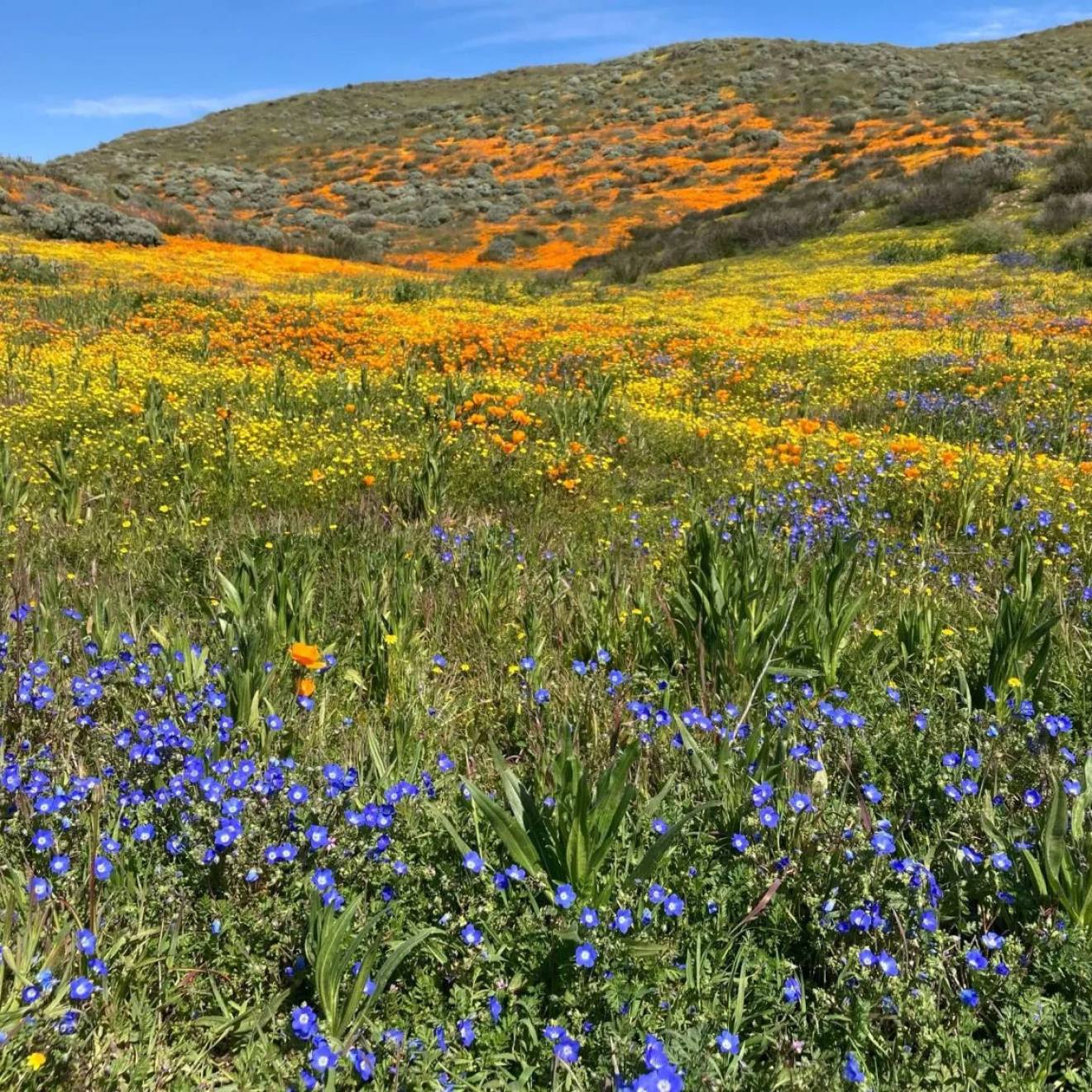 Green meadow and hillside with many colors of wildflowers