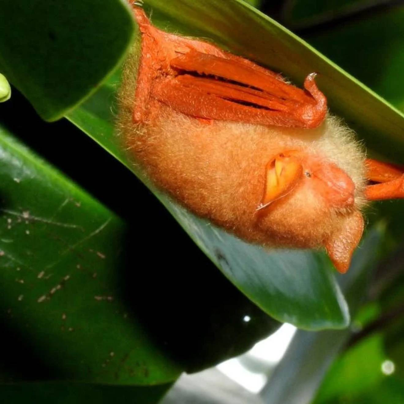 Orange bat hangs upside down from a leaf