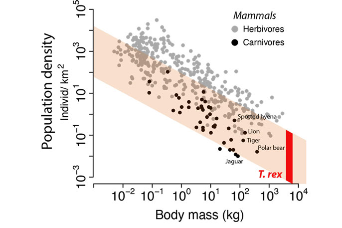 Graph of how predator density compares with prey density. In this chart of body mass versus population density of living mammals, the image shows that t rexs had low population density and high body mass