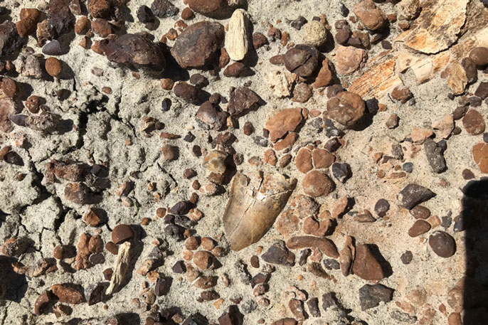 the tooth of a Tyrannosaur embedded among sand and pebbles
