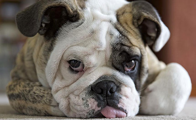 English bulldog's gene pool may be too small to heal the breed
