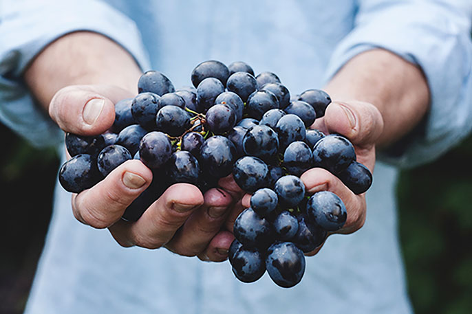 UC Davis grapes