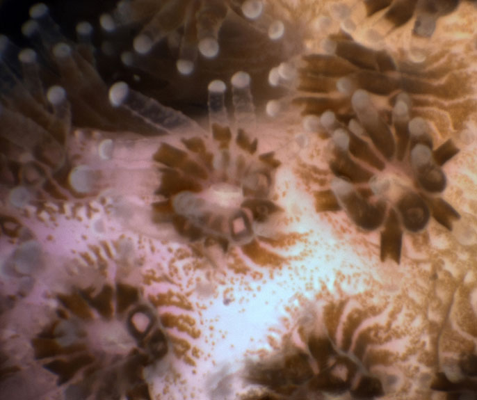 Undersea polyps