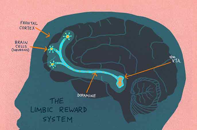 your brain on curiosity